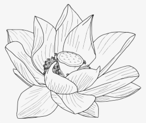 Lotus Flower In Water Drawing At Getdrawings - Lotus Flower Drawing