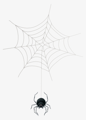 Spider Png