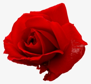 Free Download - Red Rose Png File