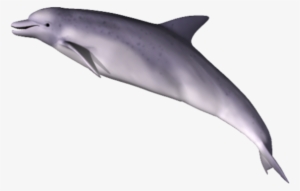 Dolphin Png Clipart - Dolphin Png
