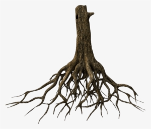 Nature - Tree Root Png