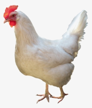 White Chicken Png High-quality Image - Chicken With White Background