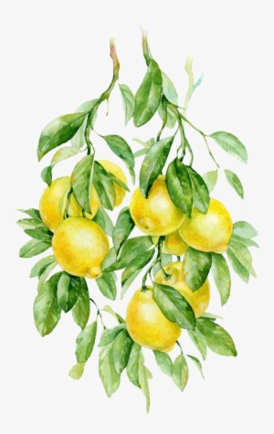 Watercolor Painting Fruit Auglis Botanical Illustration - 手 帐 贴纸 素材