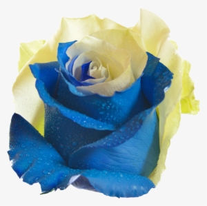 10 Sky - Blue And Yellow Rose Flower Png