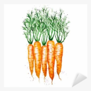 Vector Watercolor Carrots, Isolated On White Background - Carrots Watercolor