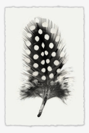 Feather - Feather Study #1