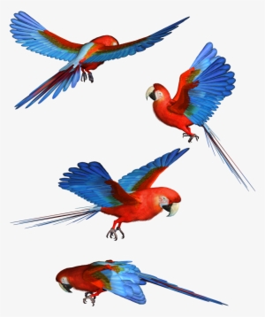 Bird Hd Png Transpa Images Pluspng - Macaw
