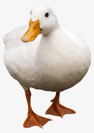 Free Png Duck Png Images Transparent - Duck Png