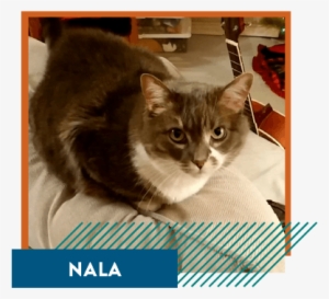 Nala-modal - Domestic Short-haired Cat