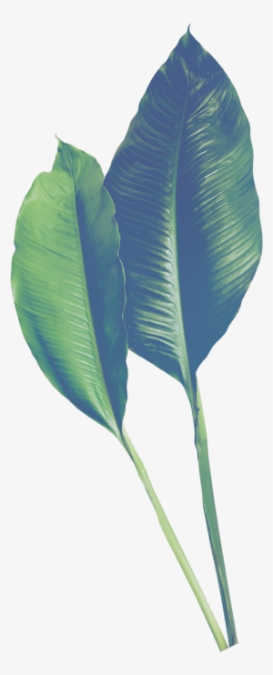 Hand Painted Realistic Banana Leaf Transparent - Leaf