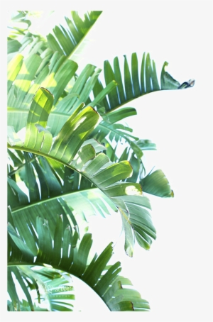 Green Leaf Png Clipart - Tropical Leaves Png