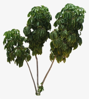 Png Schefflera Tree Texture - Transparent Background Fig Tree Png