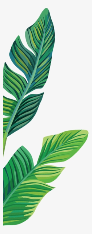 Full Banana Leaf Png Download - Banana Leaves Clipart Transparent