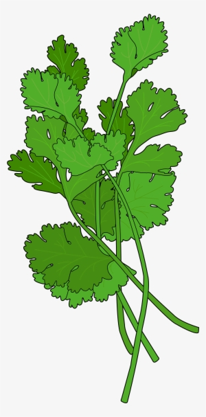 Cilantro - Leaf