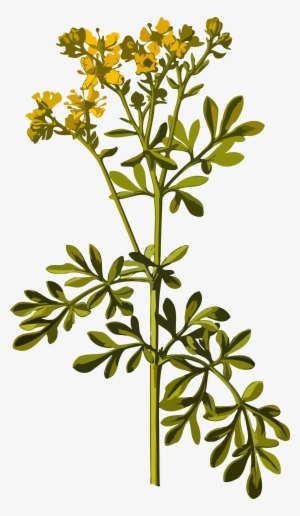 Common Rue By @firkin, From A Drawing In 'medizinal-pflanzen', - Rue Herb