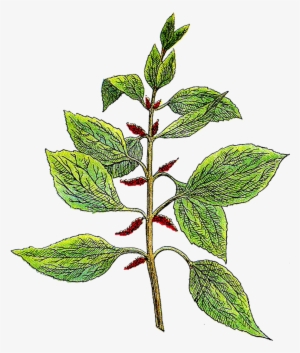 Growing Chervil - Botanical Clipart