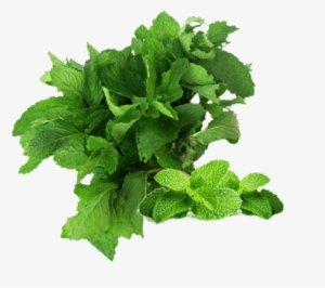 Png Free Stock Cilantro Drawing Green Leafy Vegetable