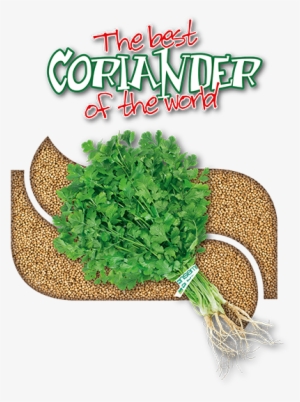 Coriander05 - Coriander Seed