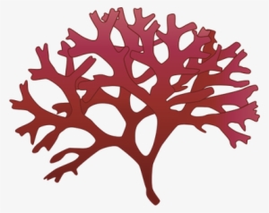 Moss Vector Watercolor - Chondrus Crispus