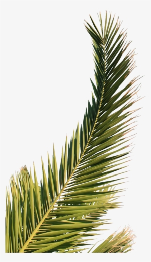 Palm Tree Leaf Png Download - Feuille De Palmier Png