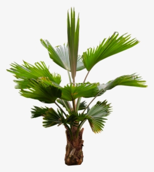 Nature, Tree, Palm, Isolated, Palm Fronds, Exotic - Exotic Tree Png