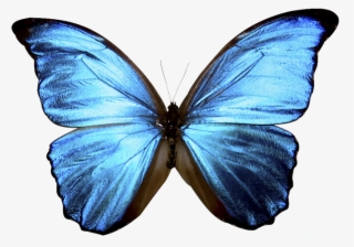 Borboletas Tumblr Png - Blue Butterfly Transparent Background