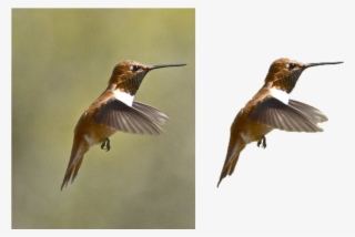 I Will Remove 10 Picture Backgrounds - Ruby-throated Hummingbird