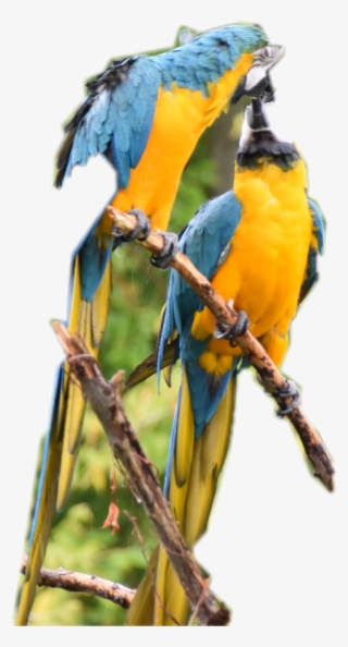 Parrot Clipart Parrott - Macaw