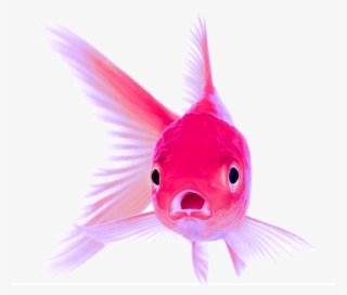 Colores Peces Png