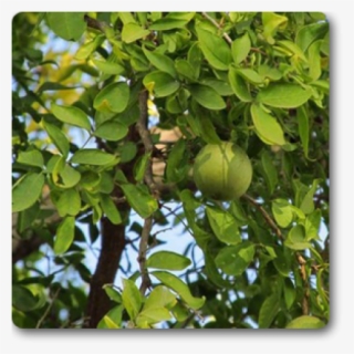Bel Tree