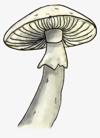 Mushroom - Pleurotus Eryngii