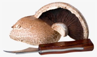 Mushrooms - Shiitake