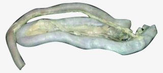 Loading Zoom - Litopenaeus Setiferus