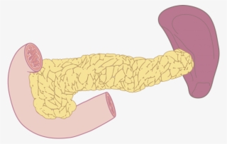 Pancreas Function And Disease - Cartoon