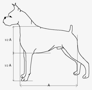 How To Draw A Boxer Dog - Airedale Terrier