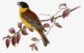 Sparrow Png Image & Sparrow Clipart