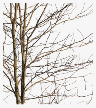 Deciduous Tree Winter Iv - Wood