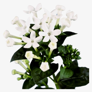 Bouvardia White Flower