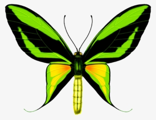 Hd Beautiful Colorful Butterfly Png - Ornithoptera Paradisea