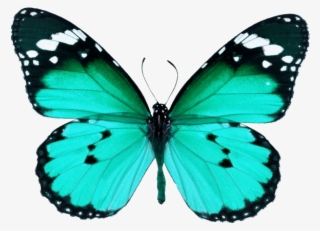 Butterfly - Butterfly Wings