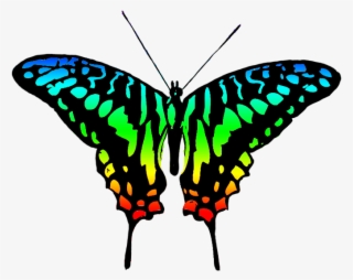 Butterfly Design Clipart Colourful Butterfly - Multi Colour Butterfly Png