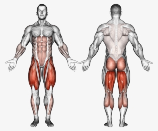 Squat Muscles - Infraspinatus Exercises