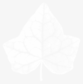 The Ivy - Macro Photography