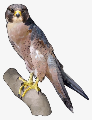 Halcon Tagarote Ecoisla Fuerteventura - Falcon