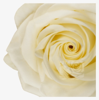 White Roses - Hybrid Tea Rose