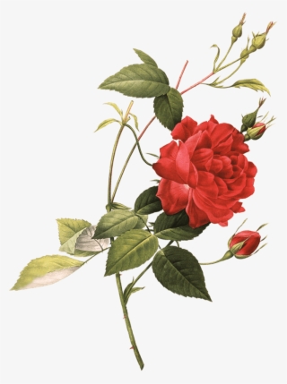 Create Your Own Case - Tea Rose Botanical Illustration