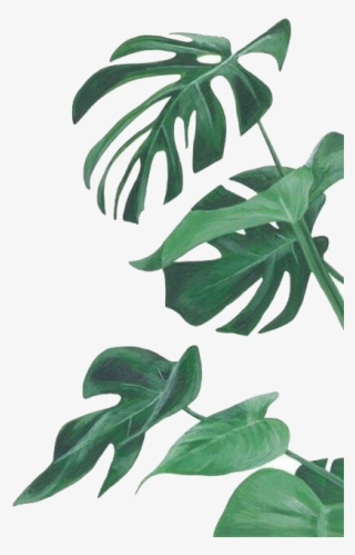 Botany Leaf Painting Leaves Illustration Watercolor - Monstera Wallpaper Iphone