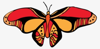 O' Butterfly - Cynthia (subgenus)