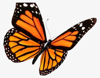 Monarch Butterfly Clipart Butterfly Tattoo - Monarch Butterfly Transparent Background