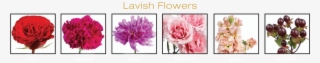 Lavish Is The Ultimate Romantic Trend And Is Gathered - Hybrid Tea Rose